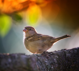 Image showing Bird, branch and tree in nature or garden with feather in tranquil environment for summer season to fly in field. Animal, colorful and alone in natural outdoor for flight, wildlife and ecology