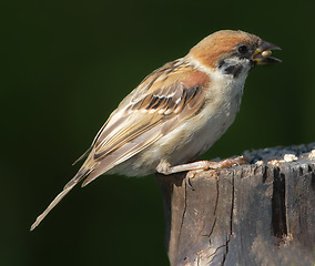 Image showing Eurasian tree sparrow, nature and seed with bird, balance and feather for rest with macro photograph. Garden, autumn and season with closeup, wildlife and ecosystem isolated on branch in environment