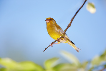 Image showing Bird, branch and nature with feather and leaf in natural environment for wildlife, ecosystem and fly outdoor. Animals, greenfinch and spring with wing and standing with color in habitat or garden