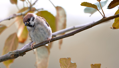 Image showing Bird, branch and tree with leaf in nature or garden with feather in tranquil environment in summer season for flight in field. Animal, sparrow and alone in outdoor for fly, wildlife and ecology