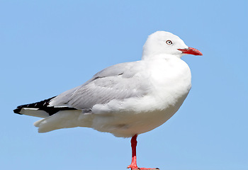 Image showing Bird, outdoors and blue sky in nature, flight and avian animal in the wild. Seagull, wildlife and feathers for gulls native for shorelines, sea and closeup of bill for birdwatching or birding