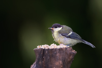 Image showing Great tit, garden bird and outdoors in spring time, avian wild animal in natural environment. Close up, nature or wildlife native to United Kingdom, perched or eating on wooden stump for birdwatching
