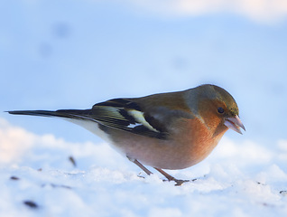 Image showing Bird, snow and nature with winter, frost and wildlife for ornithology and birdwatching. Chaffinch, closeup and animal. with feather, wings and ice in habitat outdoor for food and europe fauna