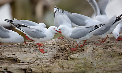 Image showing Bird, rock and nature with summer, driftwood and wildlife for ornithology and birdwatching. Redbilled gull, closeup and animal. with feather, wings and fauna in habitat for seagull and new zealand