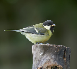 Image showing Great tit, bird and outdoors in summer time, avian wildlife in natural environment. Close up, nature or animal native to United Kingdom, perched or resting on wooden stump for birdwatching or birding