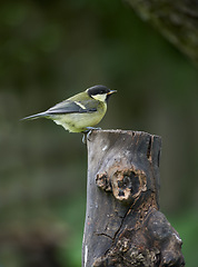 Image showing Great tit, song bird and outdoors in spring time, avian wild animal in natural environment. Close up, nature or wildlife native to United Kingdom, perched or resting on wooden stump for birdwatching