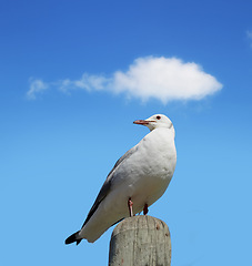 Image showing Bird, sky and nature with summer, cloud and wildlife for ornithology and birdwatching. Hartlaubs gull, closeup and animal. with feather, wings and habitat outdoor for seagull and south africa fauna