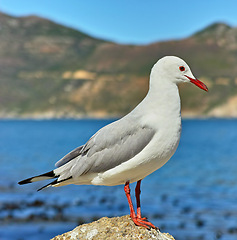 Image showing Seagull, outdoor and ocean environment or mountain wildlife at coastal sea in habitat for relax, calm or sitting. Bird, feathers and outside in South Africa or animal with wings, perched or water