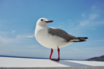 Image showing Bird, sky and nature with summer, sea and wildlife for ornithology and birdwatching. Hartlaub gull, closeup and animal with feather, wings and rest in habitat outdoor for food and south africa fauna