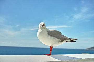 Image showing Seagull, walll and ocean environment or fowl wildlife at coastal sea habitat for relax, calm or sitting. Bird, feathers and outside in South Africa or animal with wings in summer, perched or water