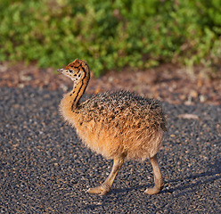Image showing Bird, nature and chick with baby, road and environment with sunshine and ornithology. Ostrich, cape town and closeup for habitat, conservation and sustainability and rural wildlife and plants or bush