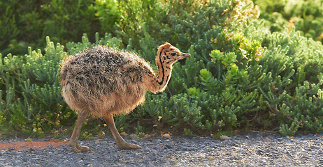 Image showing Bird, nature and plants with baby, road and environment with sunshine and ornithology. Ostrich, cape town and closeup for habitat, conservation and sustainability and rural wildlife and chick or bush