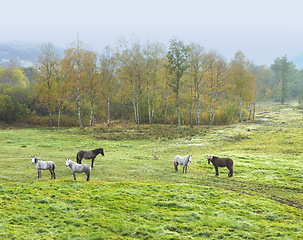 Image showing Horse, herd and grass field environment in countryside or agriculture grazing on farm or nutrition, sustainability or land. Animal, group and forest in rural Texas or outdoor travel, ranch or nature