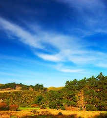 Image showing Outdoors, nature and trees or field in countryside, ecosystem and calm hill for holiday or vacation. Peace, sustainable environment and travel to relax in New Zealand, plants and blue sky for ecology