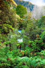 Image showing Outdoors, nature and trees or plants in rainforest, ecosystem and calm woods for holiday or vacation. Peace, sustainable environment and travel to relax in Hawaii, bush ferns and river for ecology