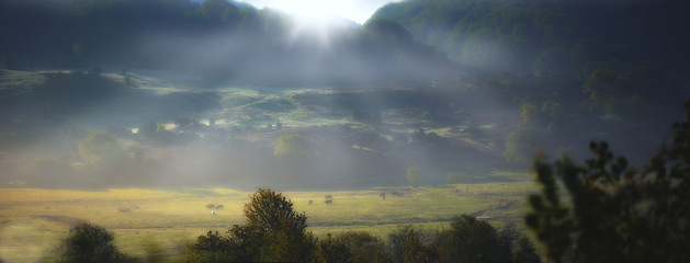 Image showing Outdoors, cattle and green landscape in countryside, field and sustainable environment on travel. Light, peace and forest or woods in nature, trees and cows for agriculture or mammals in ecosystem