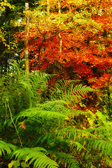 Image showing Nature, forest and seasons with ferns for growth, sustainable environment and tropical rainforest. Colorful, ecosystem and woods for plants, vegetation and autumn leaves in natural landscape.