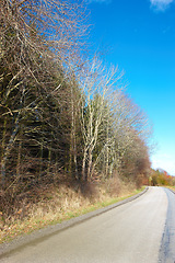 Image showing Road, landscape and trees with blue sky in countryside for travel, adventure or roadtrip with forest in nature. Street, path or location in Amsterdam with journey, roadway and environment for tourism