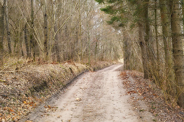 Image showing Path, landscape or forest with pine trees in countryside for travel, adventure or leaves with autumn in nature. Street, trail or location in Denmark with direction, roadway or environment for tourism