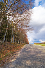 Image showing Forest, road trip and natural landscape with trees, holiday or green scenery in countryside. Nature, woods and highway on journey, vacation or outdoor adventure on blue sky, clouds and autumn leaves.