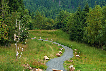 Image showing Pathway, landscape or forest with trees in countryside for travel, adventure and grass with rocks in nature. Street, trail and location in Norway with direction, roadway and environment for tourism