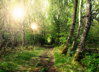 Image showing Nature, sun and path in forest with trees, peace and calm for wellness, mindfulness and light. Countryside, woods and green landscape with road for hiking, trekking or walking in natural environment.