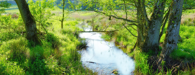 Image showing Plant, forest and river with trees for environment, ecosystem and ecology outdoors. Natural background, landscape and water and trees for scenic view, travel destination and terrain in countryside