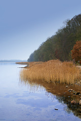 Image showing Lake, grass and forest with landscape on horizon with blue sky, natural environment and water in Amsterdam. Swamp, wetland and reed for sustainability, woods and ecology in summer in the countryside