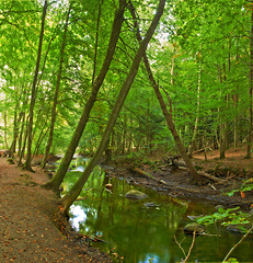 Image showing Nature, forest and river in creek with trees, landscape and environment in autumn with green plants. Woods, water and stream with growth, sustainability and ecology for swamp in Denmark with sunshine