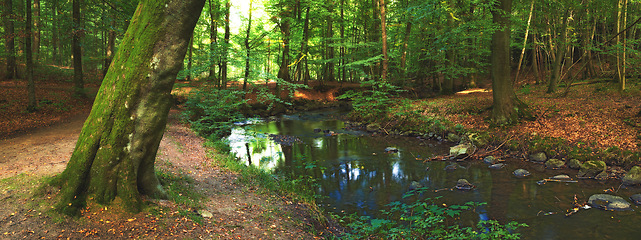 Image showing Forest, landscape and river in swamp with trees, woods and natural environment in autumn with leaves or plants. Creek, water and stream with growth, sustainability or ecology with sunlight in Denmark