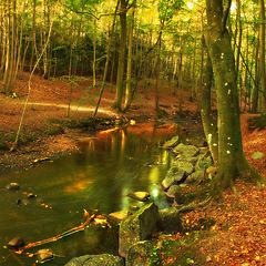 Image showing Landscape, forest and river in creek with trees, bush and environment in autumn with green plants. Woods, water and stream with growth, sustainability and ecology for swamp in Denmark with sunshine