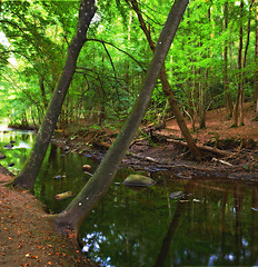 Image showing Nature, woods and river in creek with trees, landscape and environment in autumn with green plants. Forest, water and stream with growth, sustainability and ecology for swamp in Denmark with sunshine