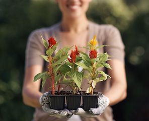Image showing Gardening, plants and person with tray in hands outdoor in backyard with growth in spring environment. Flowers, seedlings and happy gardener planting with gloves and leaves sprout in container or pot