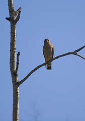 Image showing Broad-Winged Hawk Perched