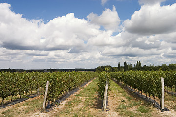Image showing wineyard