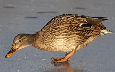 Image showing Mallard on the ice.