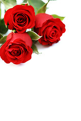 Image showing three roses