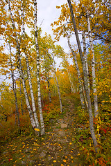 Image showing Gateway to an October Trail