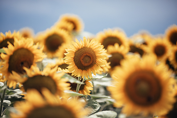 Image showing Wonderful panoramic view of field of sunflowers by summertime