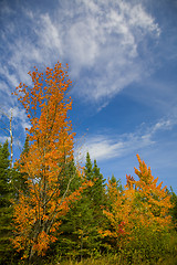 Image showing Orange Trees Under Blue September Sky