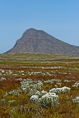 Image showing White flowers, field and mountains in nature for background of tourism with travel, adventure and to explore. Indigenous plants, drought or landscape of Fynbos wildflower in Cape Town, South Africa