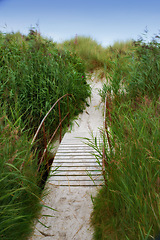 Image showing Wood, bridge and grass in nature for travel, environment and beach destination for summer. Wooden pier, dock or path to ocean, green leaves or bush in location for adventure with perspective outdoor