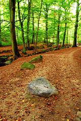 Image showing Forest, trees and nature with landscape for travel, leaves on ground and rocks in park with adventure. Natural background, environment and path way in woods, ecosystem and ecology with calm outdoor