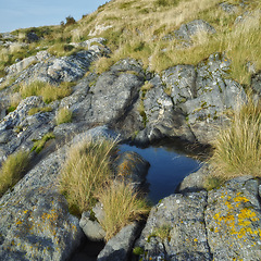 Image showing Mountain, bush and water on rock with grass outdoor in nature, environment and spring in countryside. Hill, moss and plants on stone of boulder or travel on rocky trail for hiking or adventure