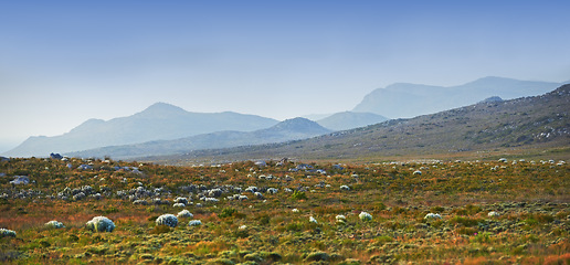 Image showing Mountain, field and bush landscape with grass on rock, texture or countryside in Africa like heaven. Morning, outdoor and banner of hill with biodiversity in environment with flowers and stone