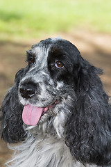 Image showing beautiful cocker spaniel