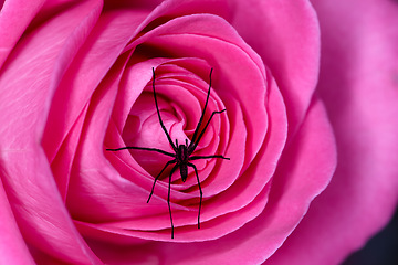 Image showing Rose, insect and spider in outdoor nature, garden and crawl on plant or habitat and eat for nutrition. Flower, ecology and closeup of ecosystem and spider, feed and pollen for eating and hunting