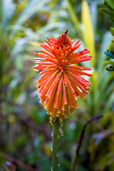 Image showing beautiful spring flower