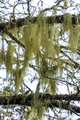 Image showing Madeira nature closeup