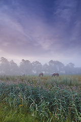 Image showing Farm, nature and horses with mist, fog and calm with countryside and landscape. Field, sky and ecology for growth, carbon capture and serenity with peaceful meadow and harvest with animals or pasture